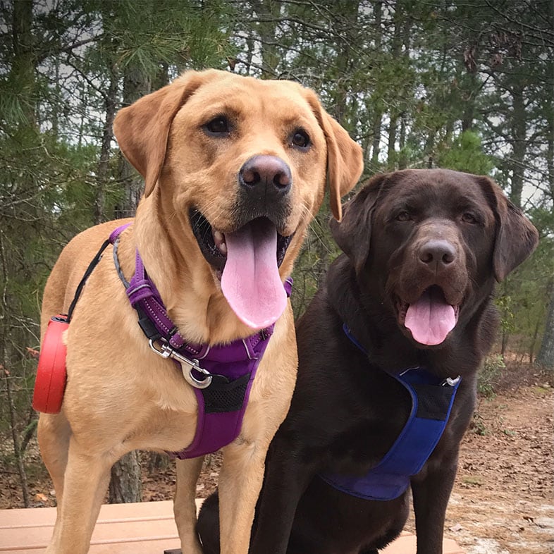 Two Labrador Dogs with Tongues Out | Taste of the Wild