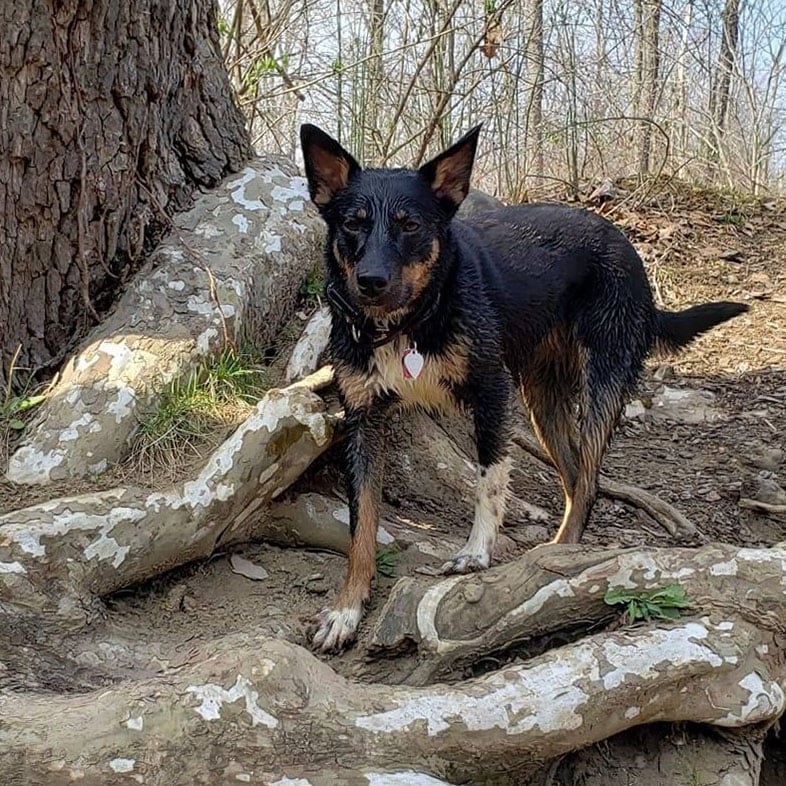 Australian Cattle Dog Mix on a Trail | Taste of the Wild