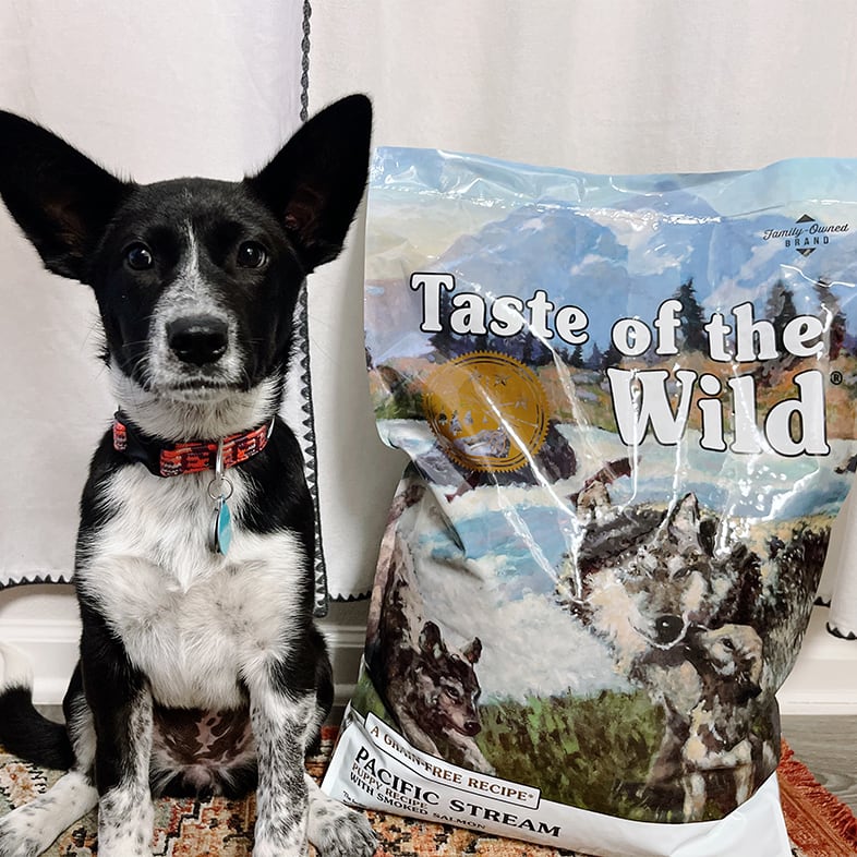 Australian Cattle Mixed Dog Sitting Next to Taste of the Wild Food Bag | Taste of the Wild