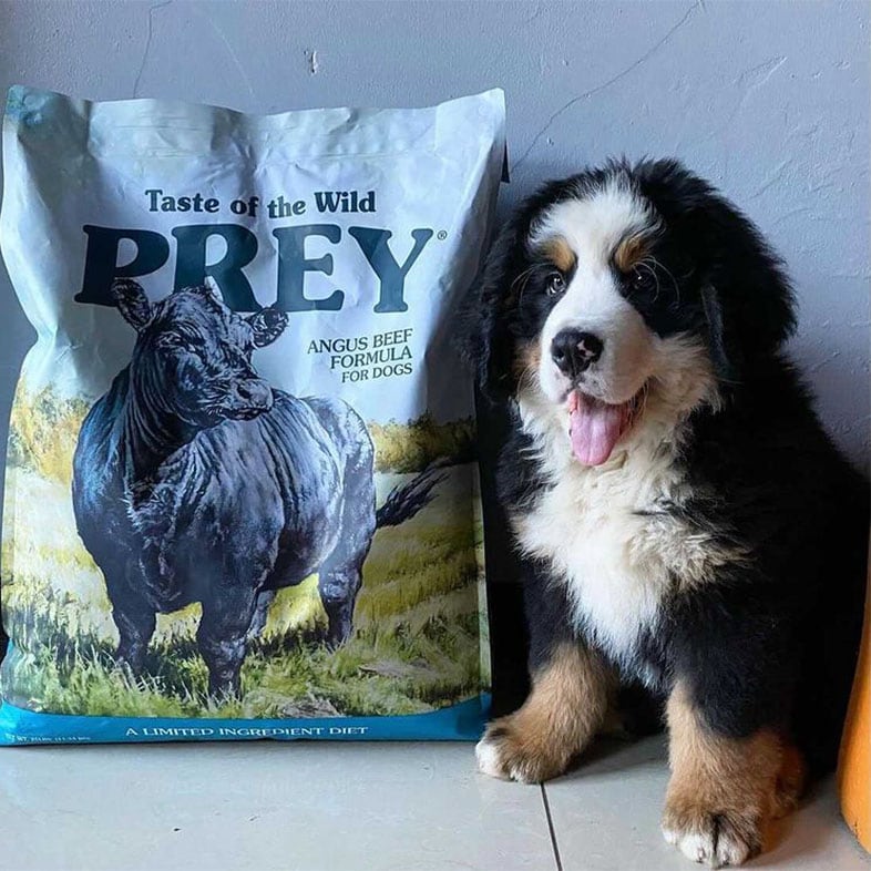 Bernese Mountain Dog Puppy Next to Taste of the Wild PREY Bag | Taste of the Wild