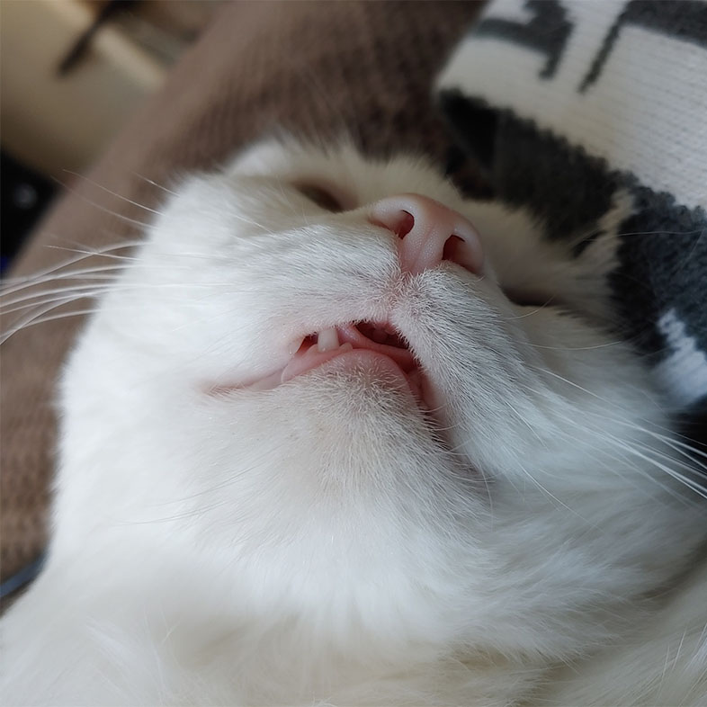 Cat Sleeping with Mouth Open | Taste of the Wild
