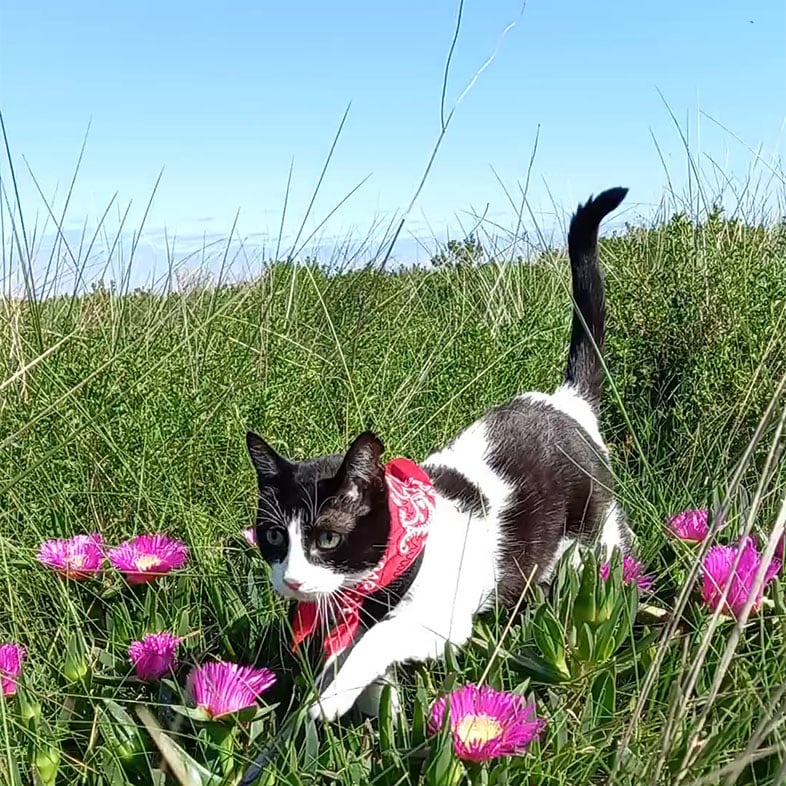 Common European Cat Walking in a Field | Taste of the Wild