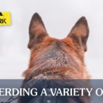 German Shepherd at Work | Taste of the Wild