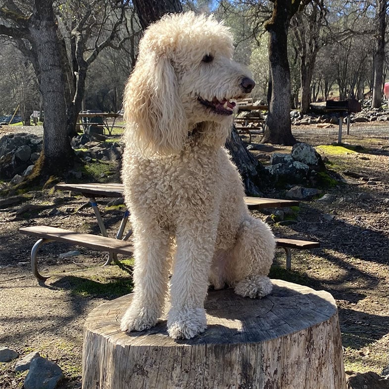 Poodle Sitting on Tree Log | Taste of the Wild