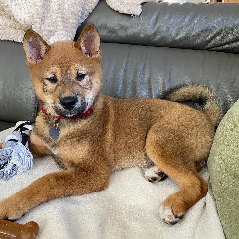 Shiba Inu Dog Lying on Couch | Taste of the Wild