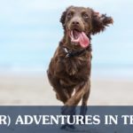 Brown Dog Running on Beach with Tongue Out | Taste of the Wild