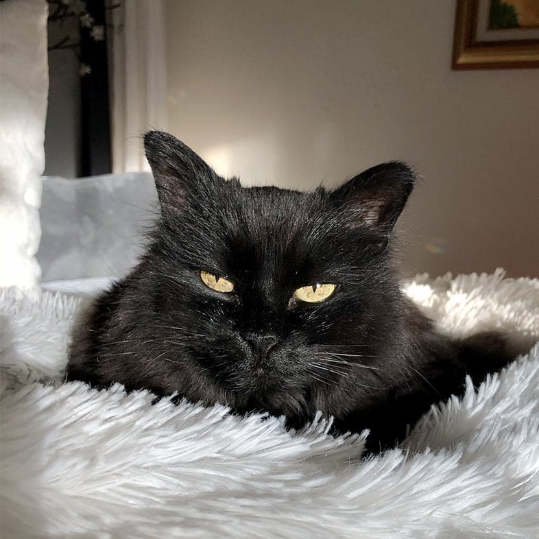 Crystal Siberian Cat Lying on Bed | Taste of the Wild
