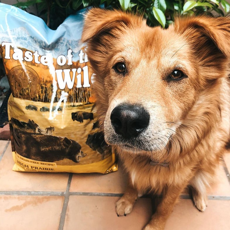 Dog Looking at Camera Next to Taste of the Wild Food Bag | Taste of the Wild