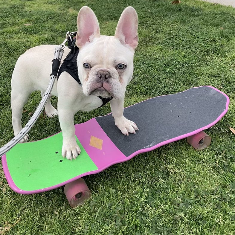 French Bulldog with Paws on Skateboard | Taste of the Wild