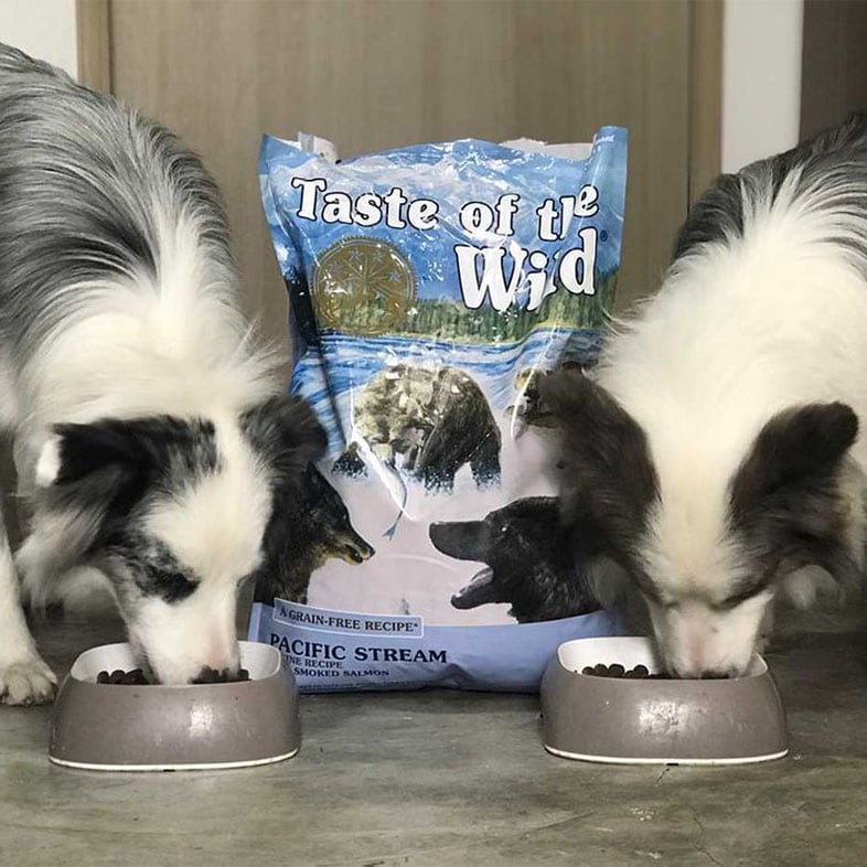 Two Dogs Eating Taste of the Wild Food | Taste of the Wild